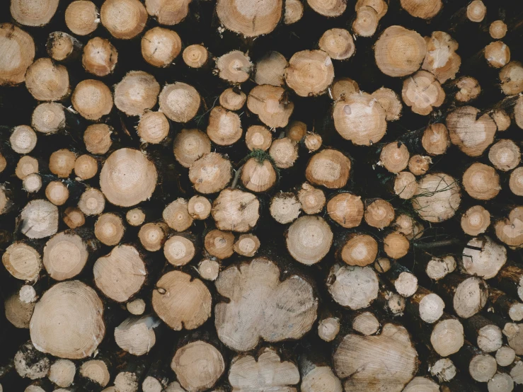 a group of logs are stacked and sitting in the dirt