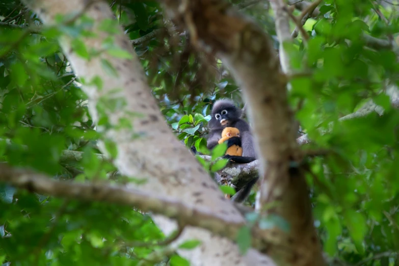 a monkey on the nch of a tree eating soing