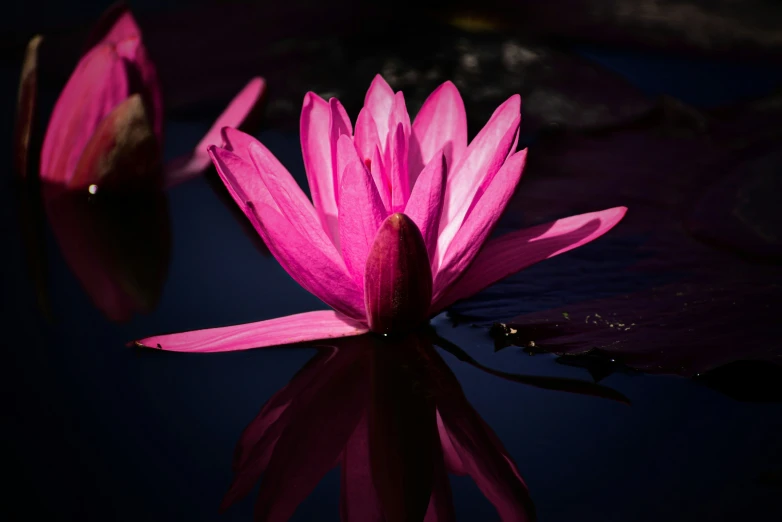 a large flower is blooming from a pond