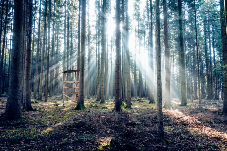 an outhouse surrounded by tall, skinny trees with light shining through the nches