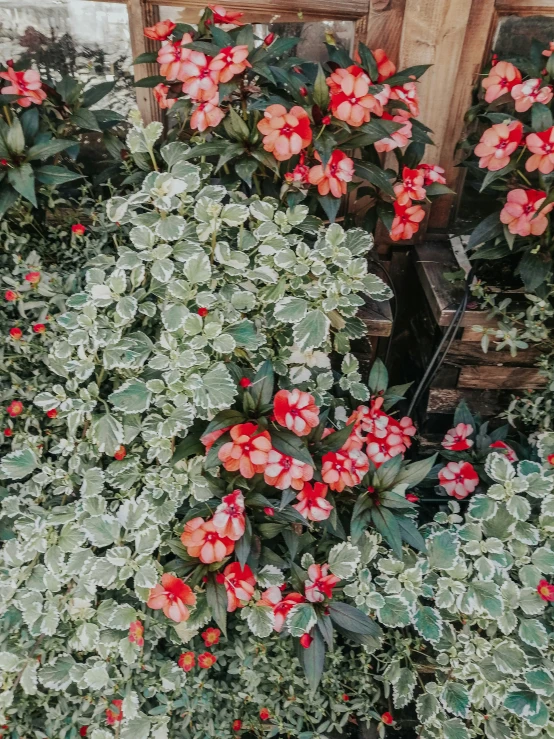 red flowers are growing out of green leaves