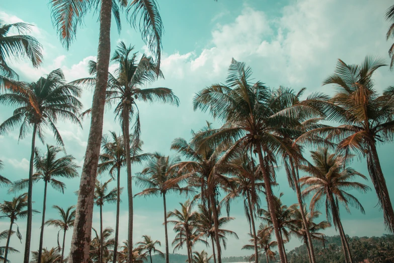 palm trees on a beach with the ocean in the background