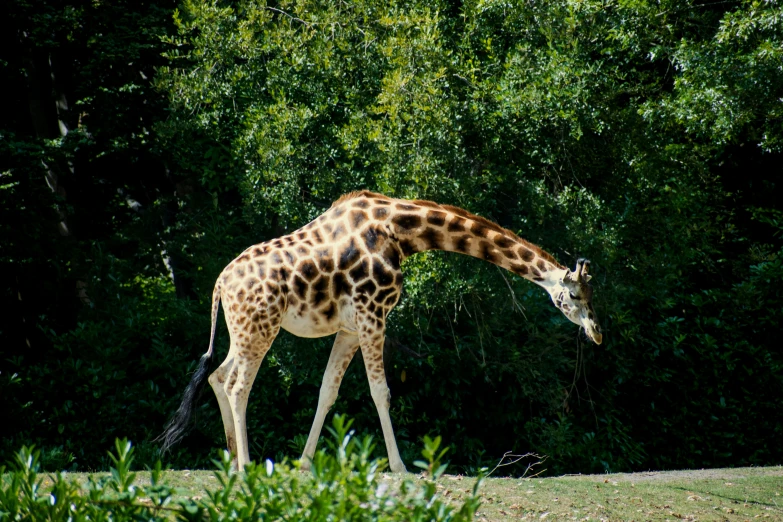 a giraffe standing next to some green grass