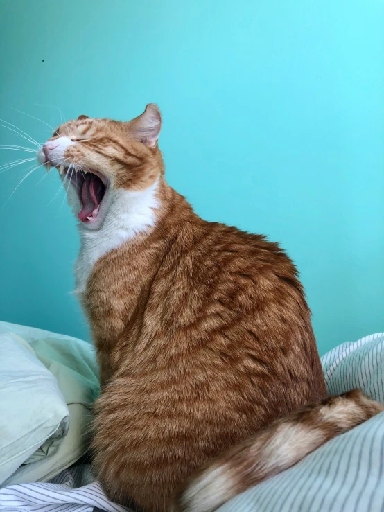 an orange and white cat yawning with its mouth wide open