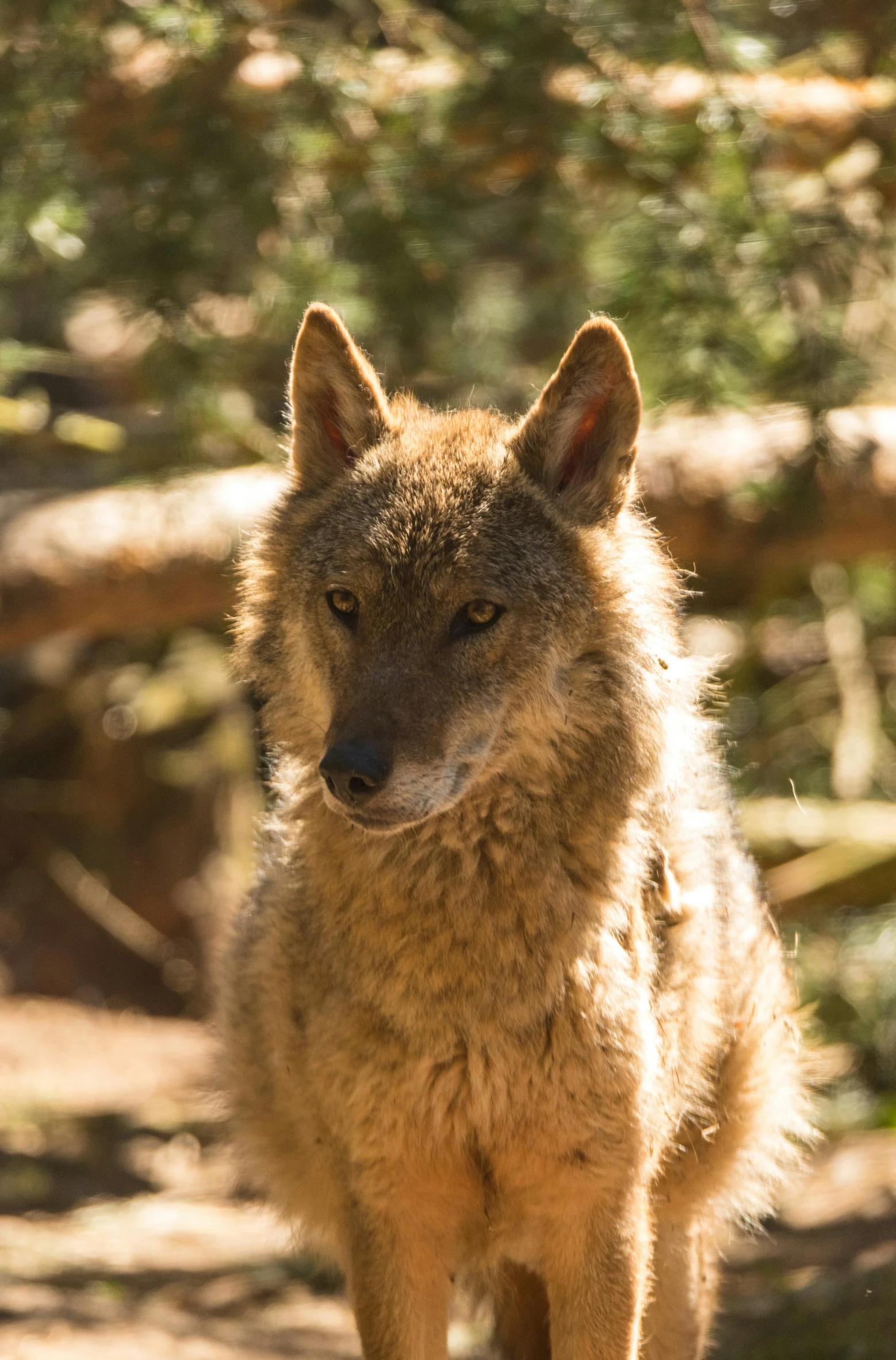 a wolf standing up in a woody forest