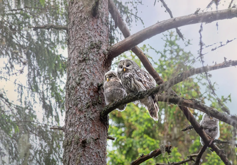 two owls are sitting on the nches of a tree