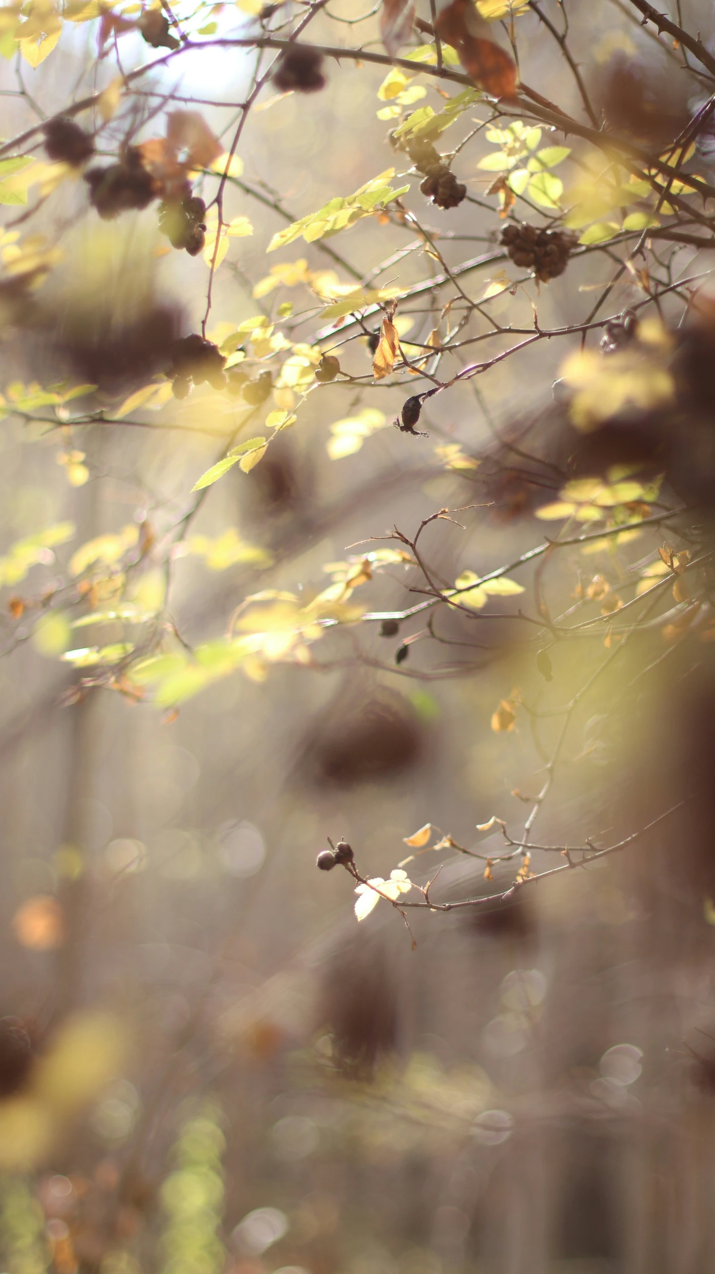 the nches and leaves of an autumn tree are shown