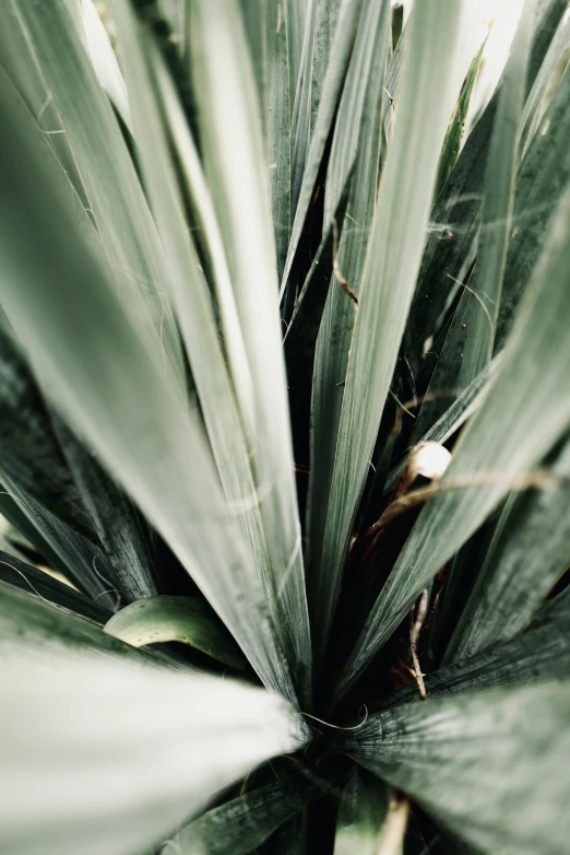 an exotic plant growing in the sun