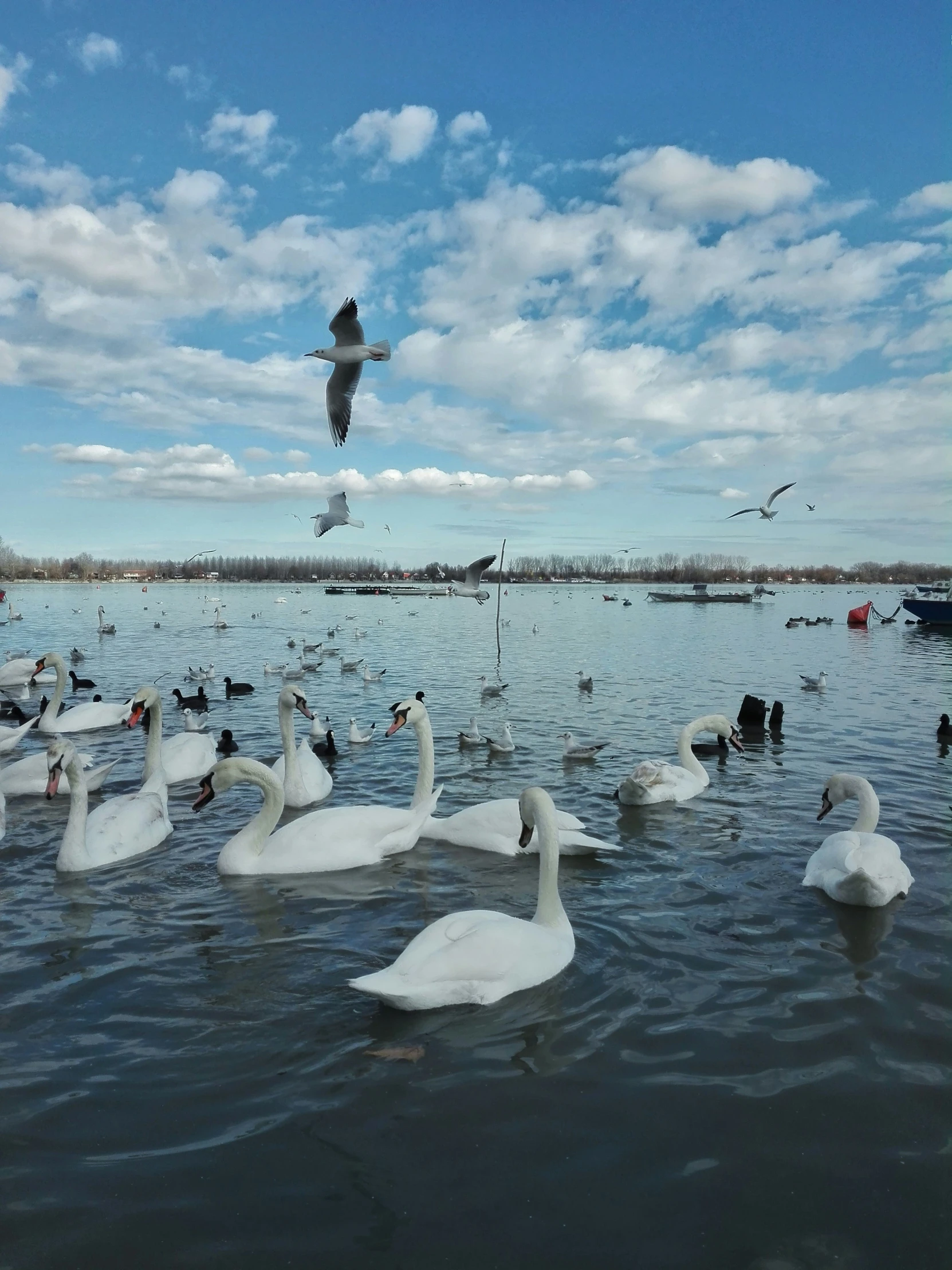 many birds swimming on water during the day