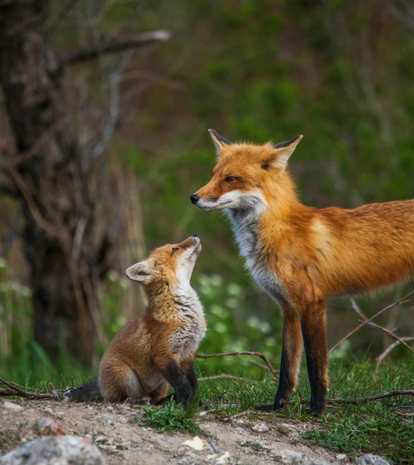 two foxes on a hill next to each other