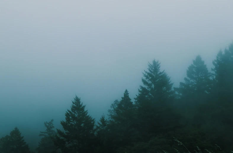 a dark foggy picture of a few pine trees