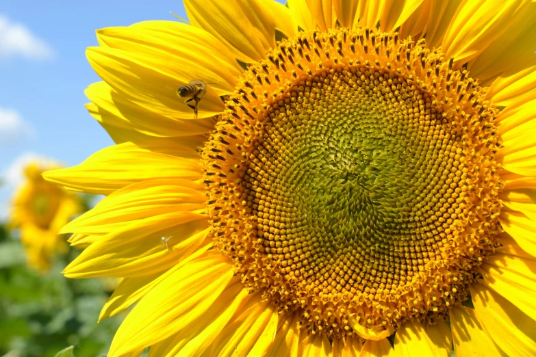 closeup of the center of a large sunflower