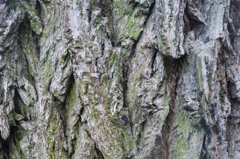 a group of birds are sitting on the tree