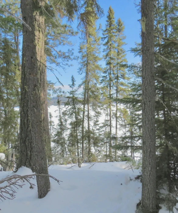 a snowy hill is filled with trees and snow