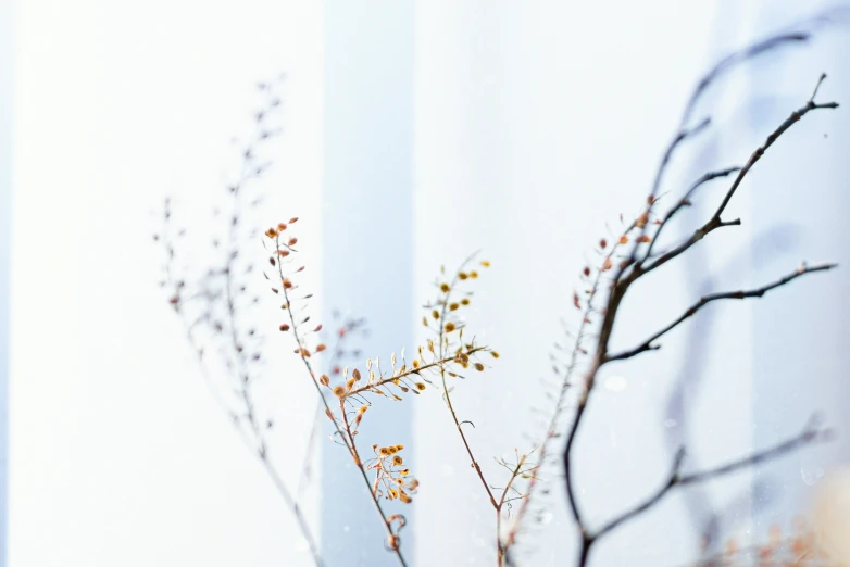 the flower is seen blooming on this plant