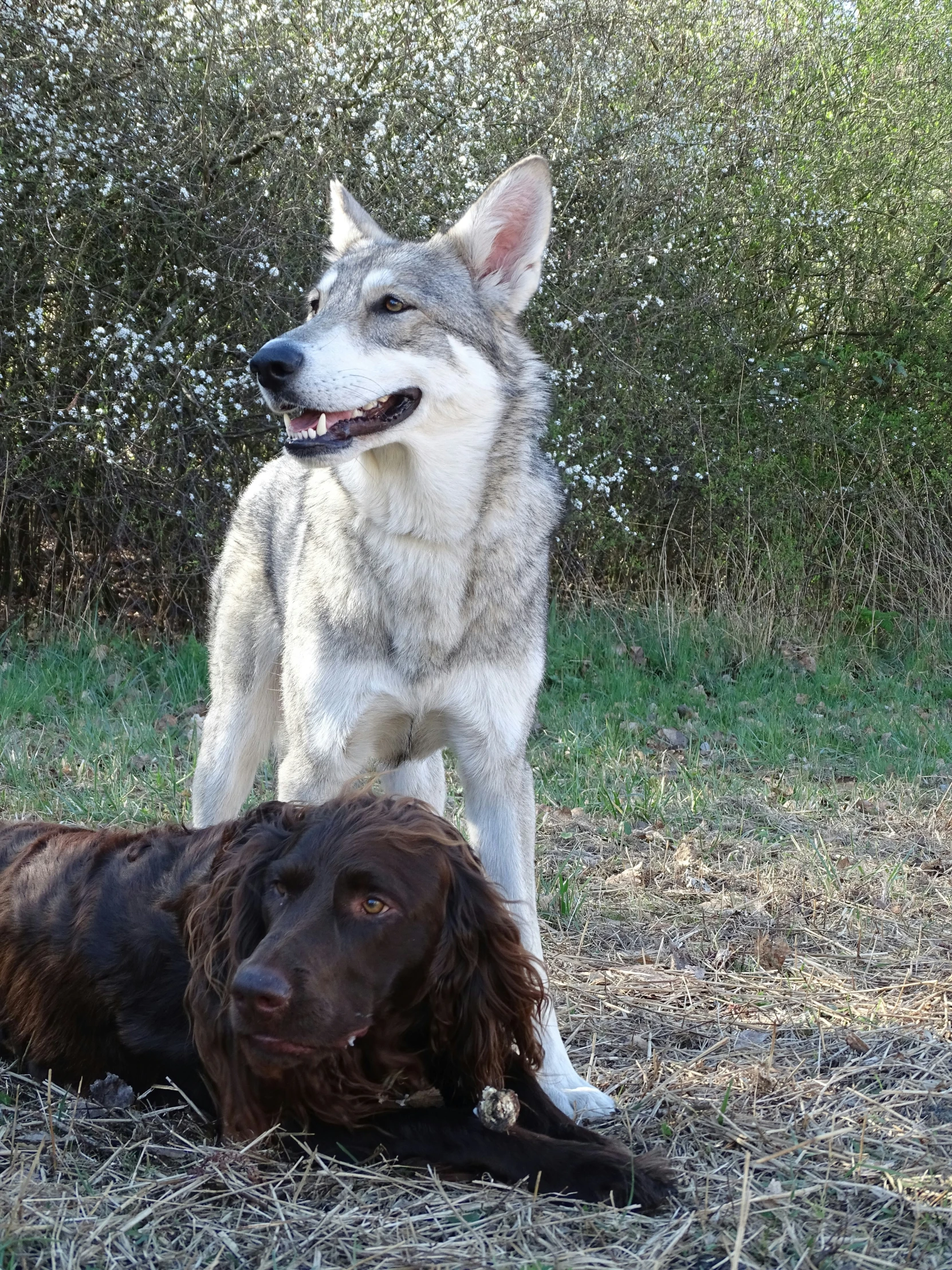 a large gray and white dog standing over a larger brown dog laying down