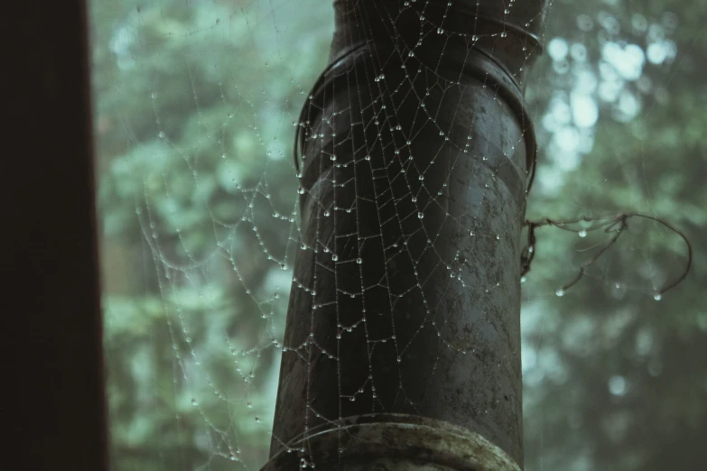 the view from outside a window shows the spider web that is clinging to a large tree