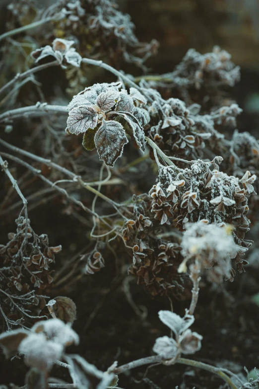 a close up view of some frosted plants