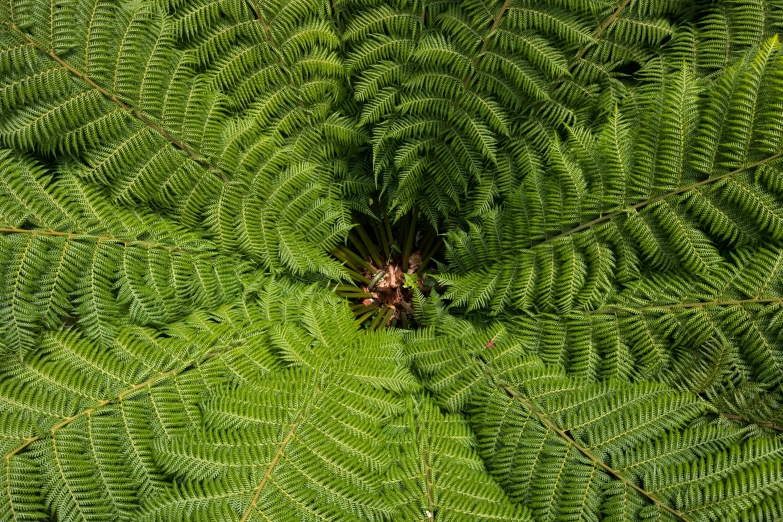 a view of an overhead plant with leaves