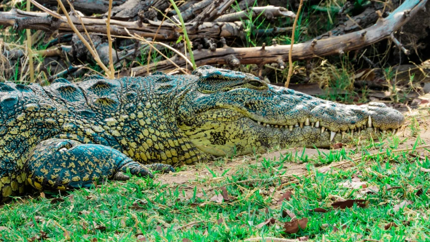 an alligator laying down on some grass next to a pile of logs