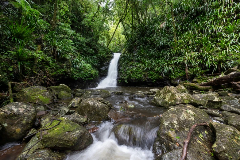 water tumbling through a green forest with rocks