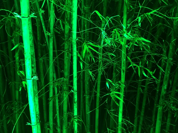 there is a bamboo tree that is green and it's very tall