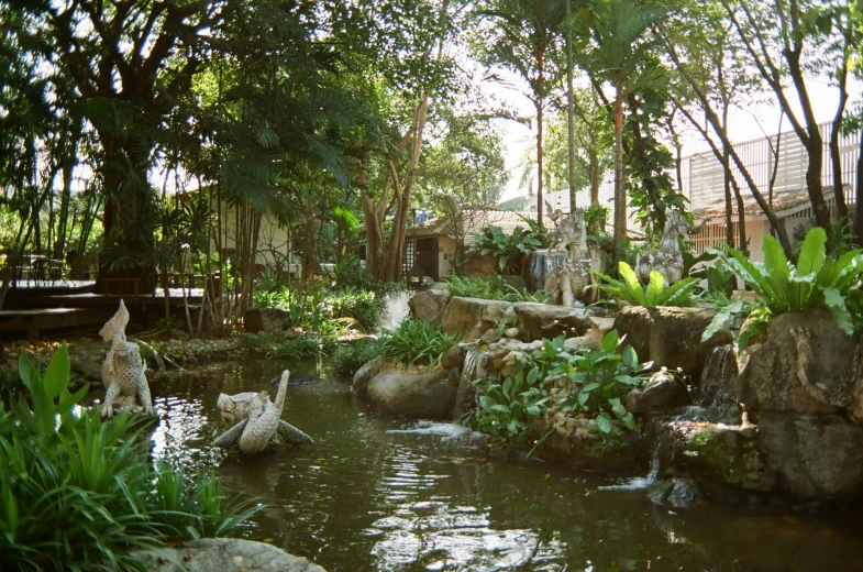 ducks swimming in a pond surrounded by trees