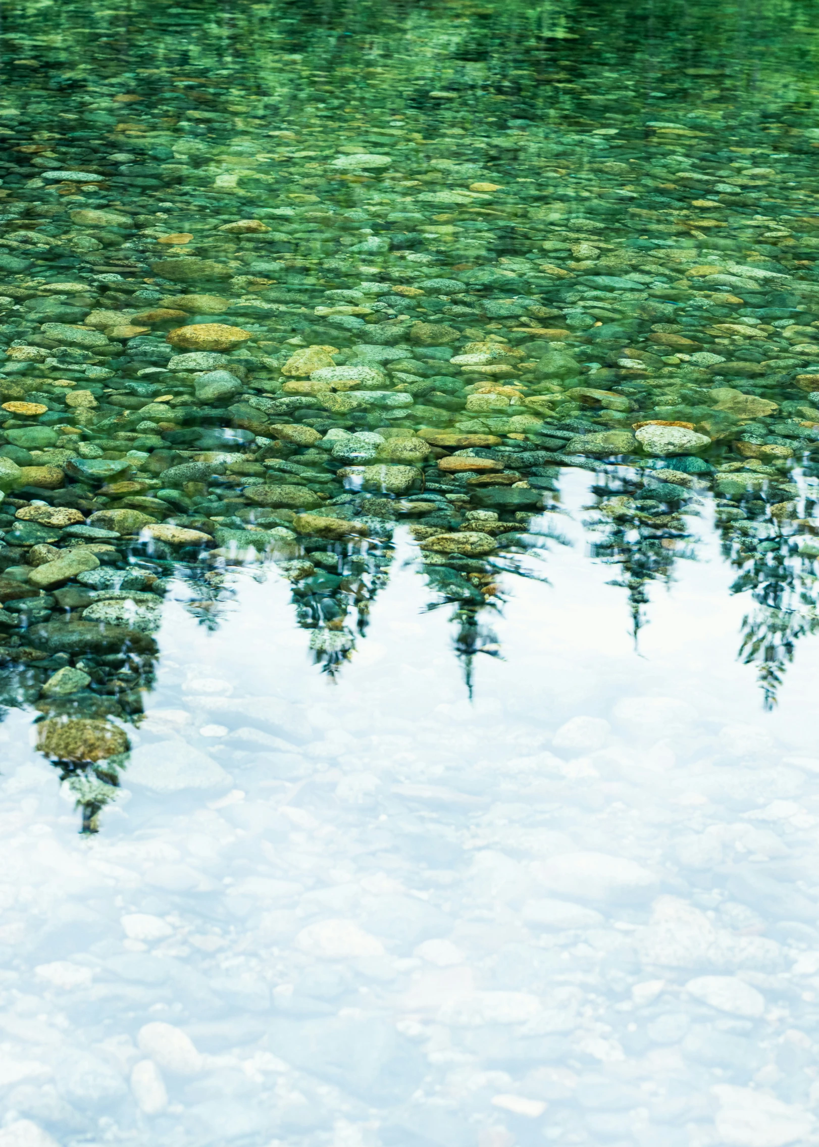 several trees reflected in a body of water