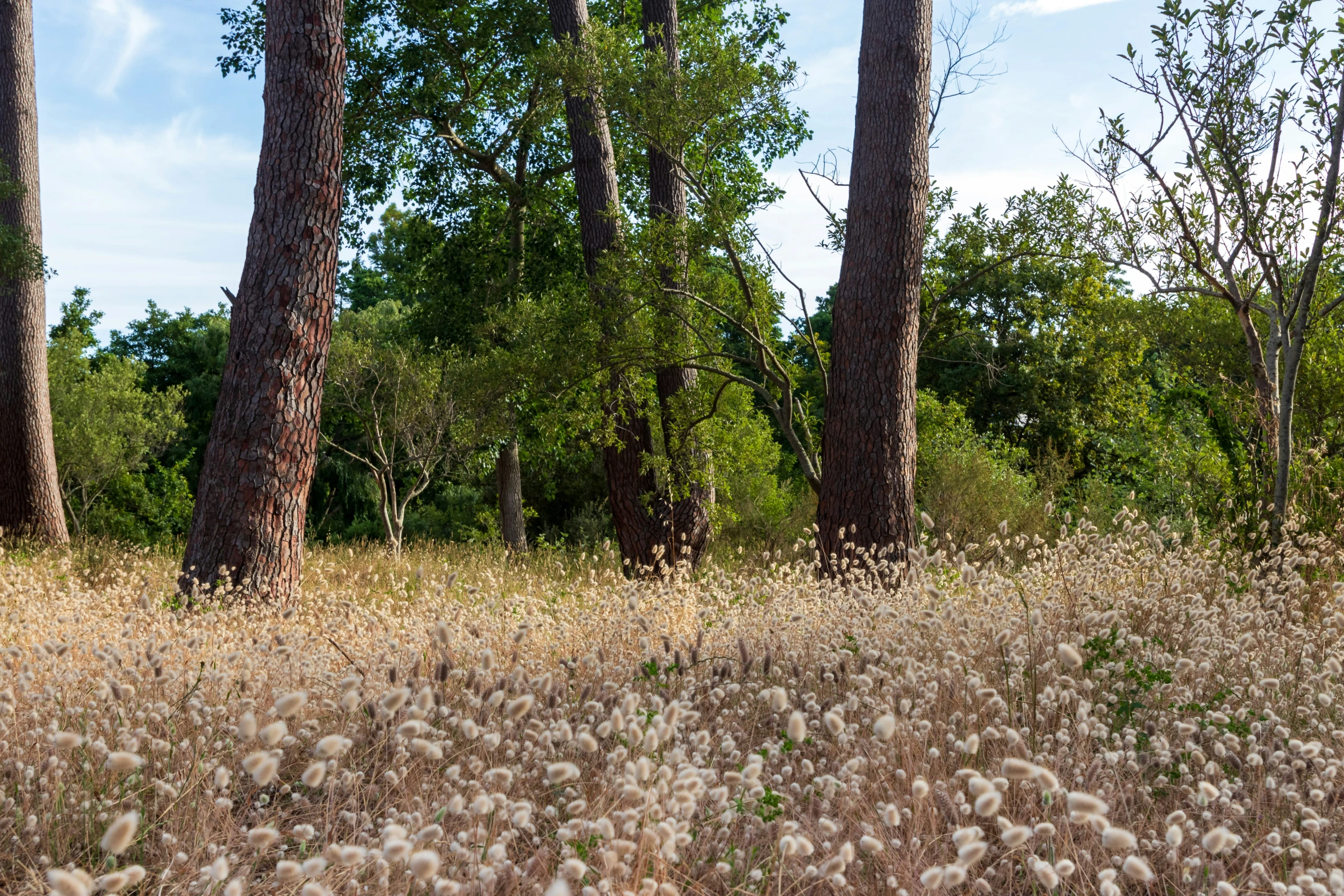 the sky is partly cloudless in this forest