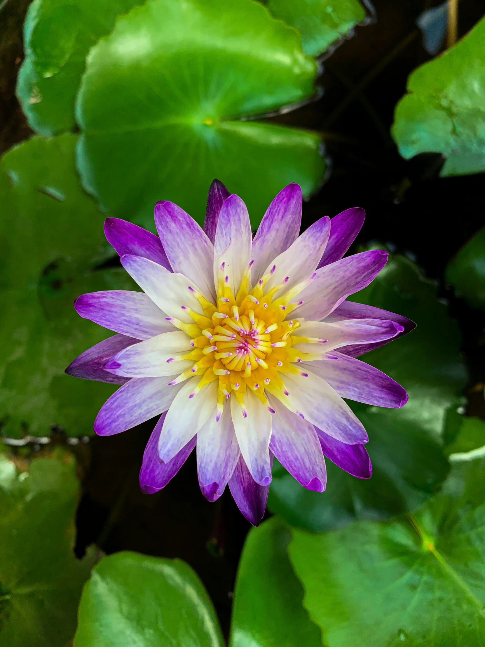 a purple and yellow flower sits amongst green leaves