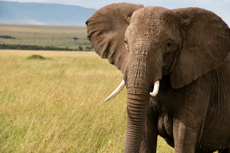 an elephant stands alone in the open grass
