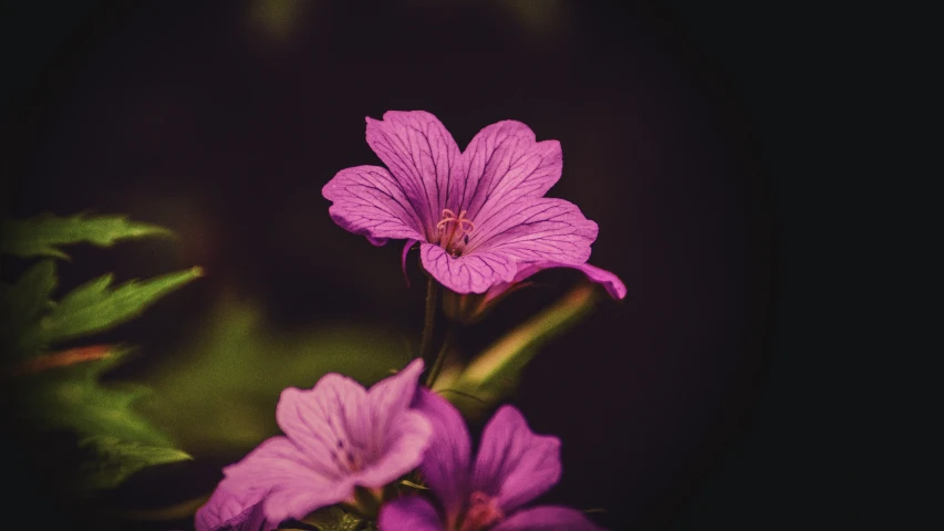 purple flowers on the stem in the sun