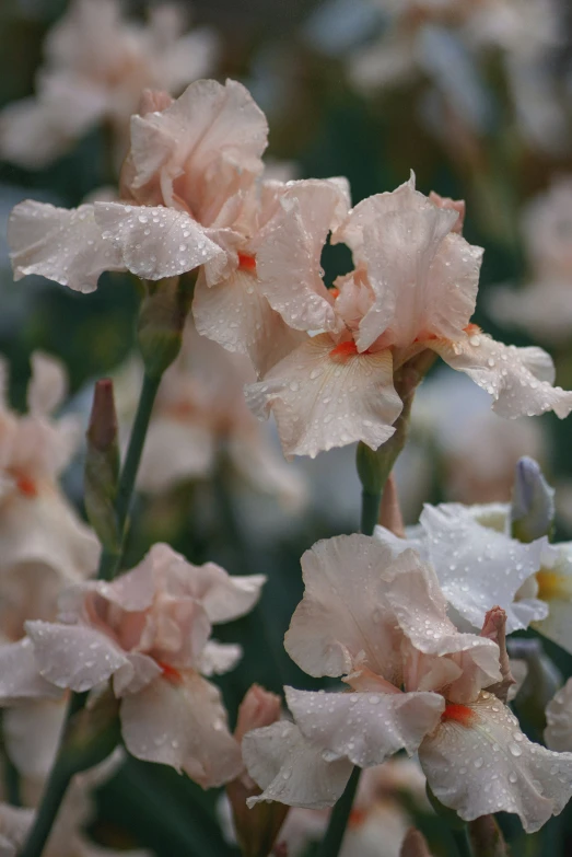 the flowers are all covered in white and pink water drops