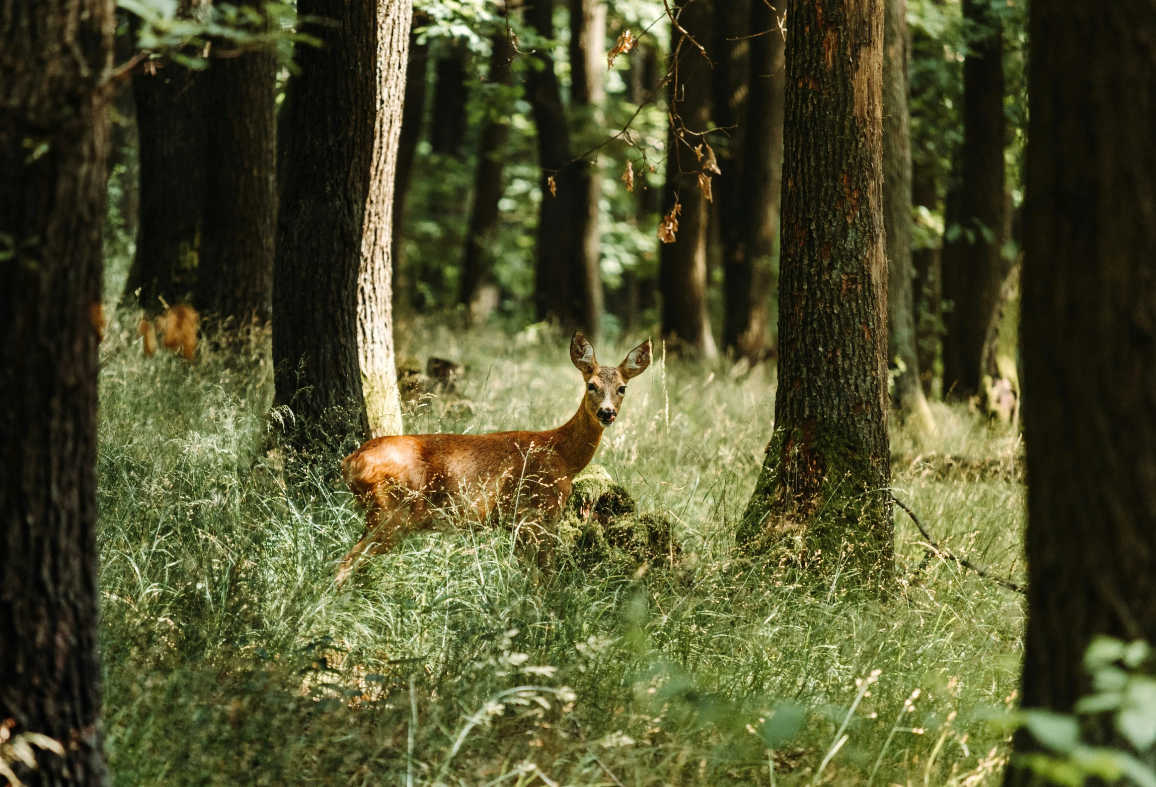 a deer standing in a grassy forest with lots of trees
