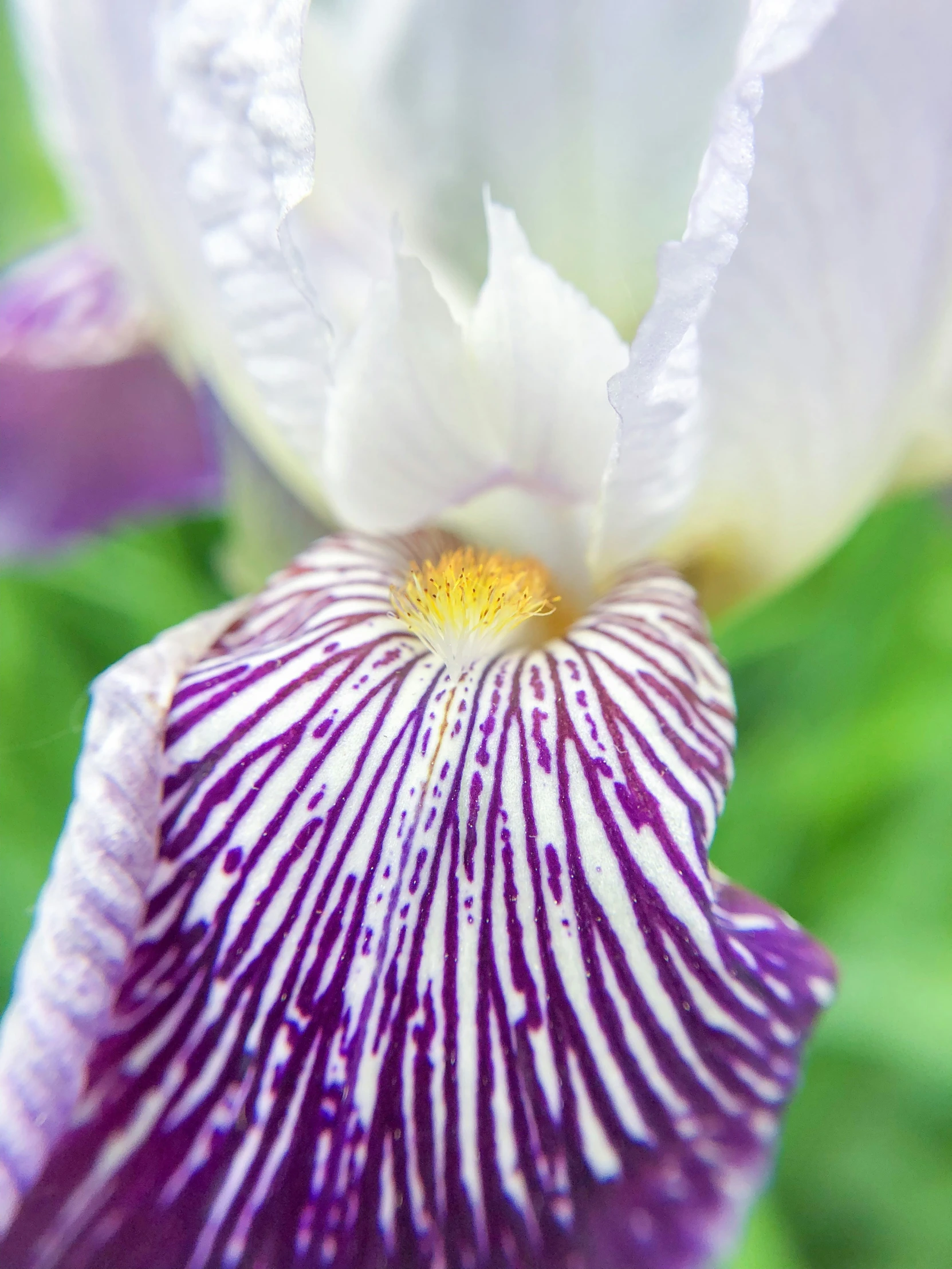 close up picture of purple and white flowers