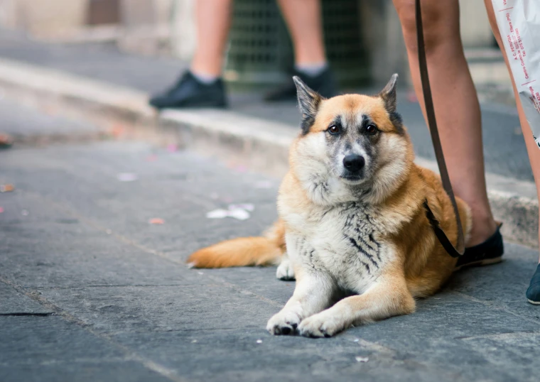 a big fluffy dog sitting next to a persons legs