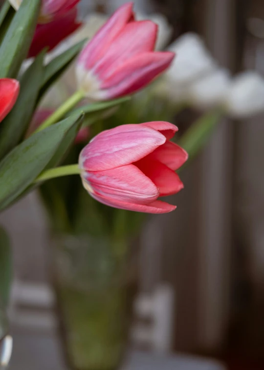 a bouquet of tulips in a vase in front of a window