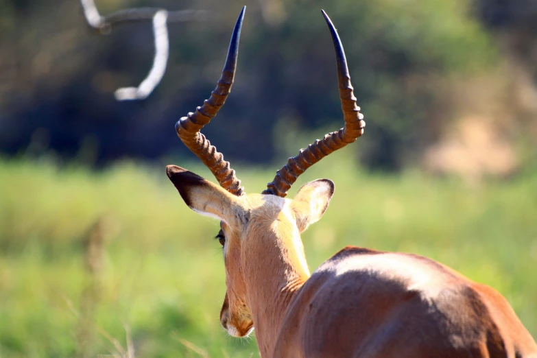 a gazelle looks intently at the camera