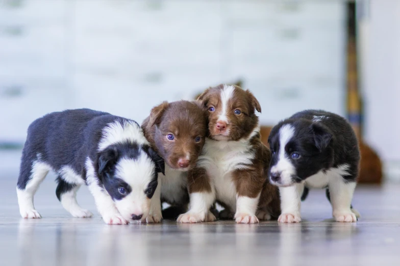 three puppies huddled together on the floor