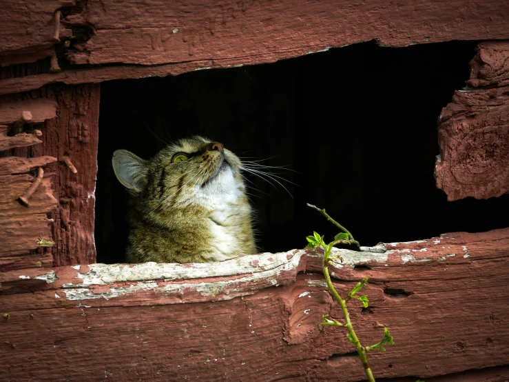 a cat looking out of an old barn window