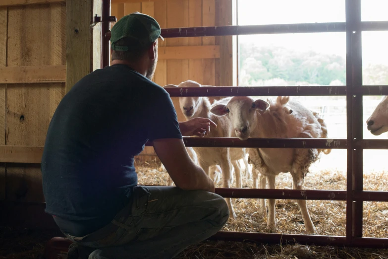 man petting a sheep through a fence