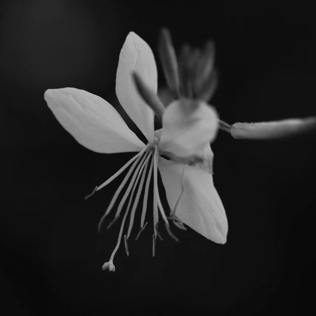 a black and white pograph of flowers with a stem