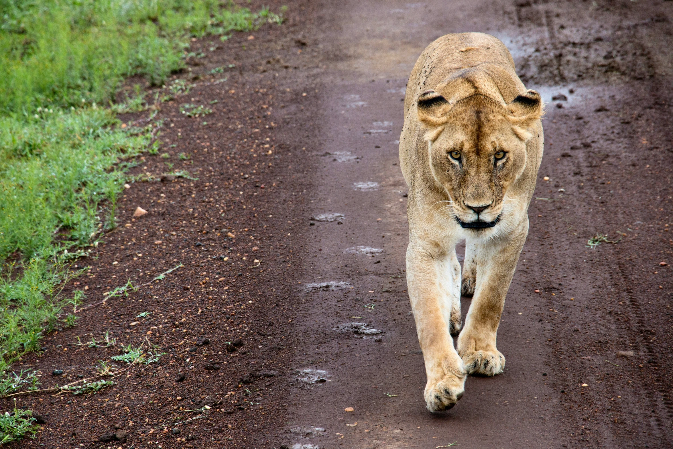 a lion walking down a dirt road near grass