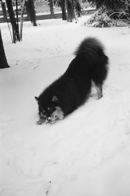 a black and white cat in the snow with trees