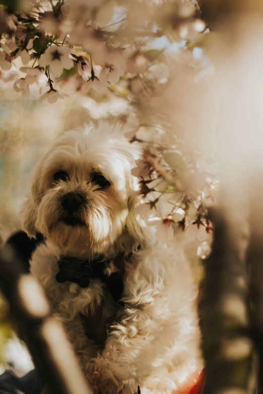 a dog sitting in a basket by some flowers