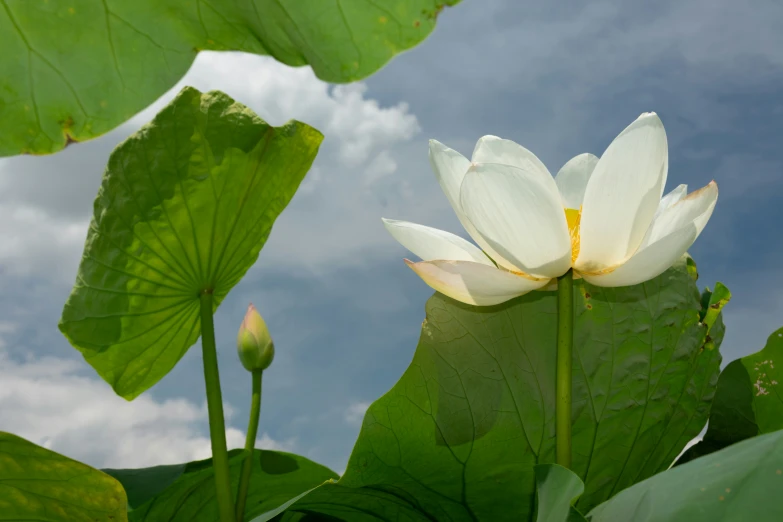 a white flower blooming on a large green plant