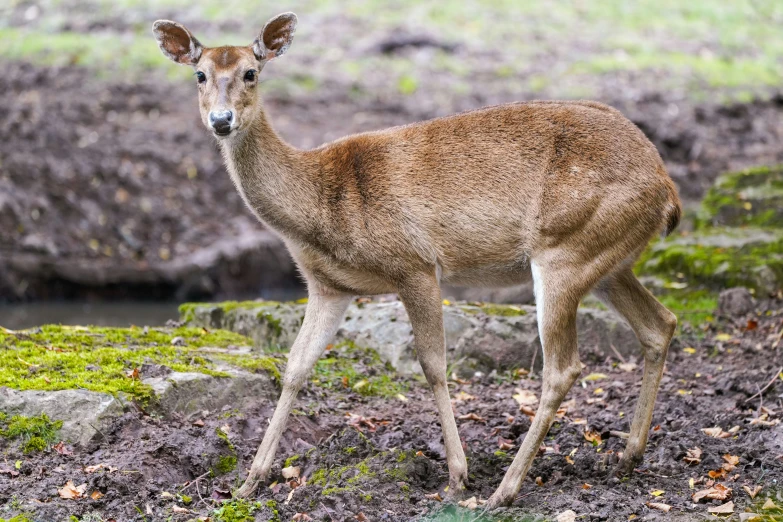 a deer standing on top of a lush green field