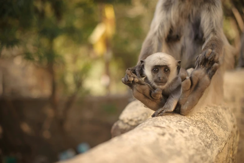 a little monkey is on its hind legs