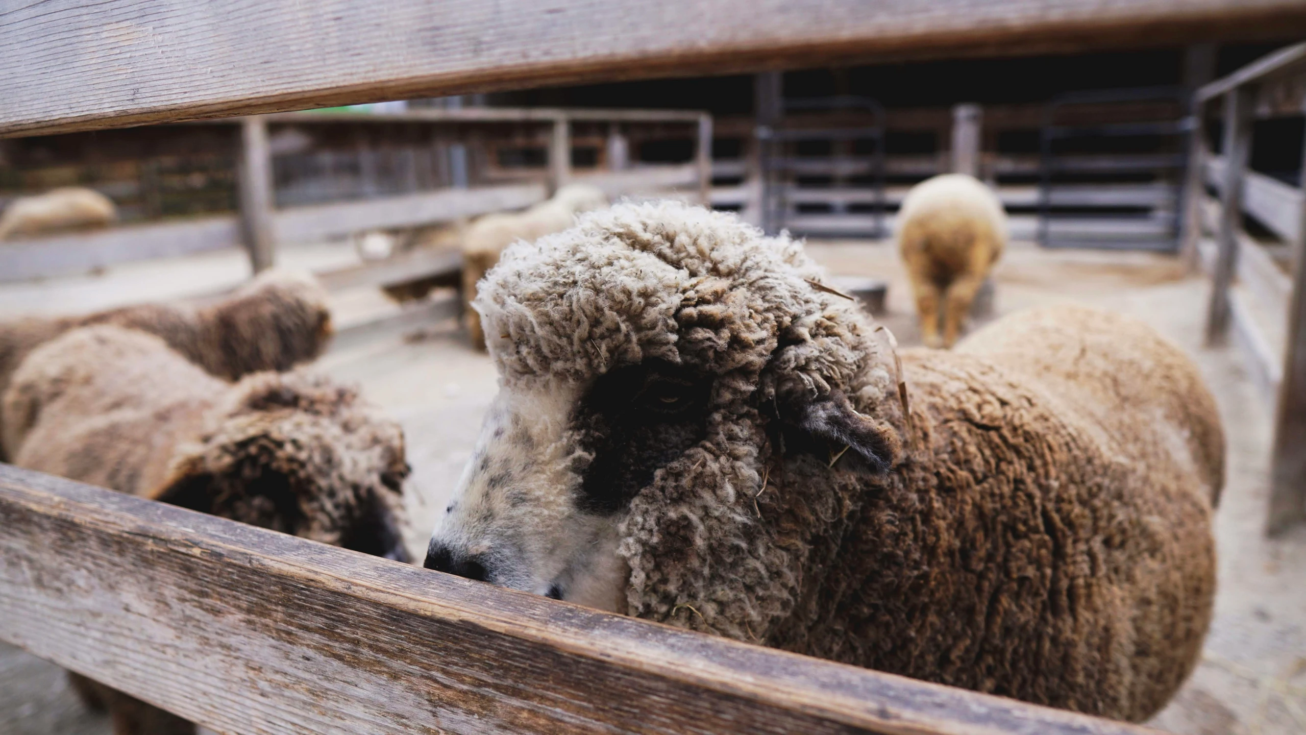 several sheep in an enclosure, looking at the camera