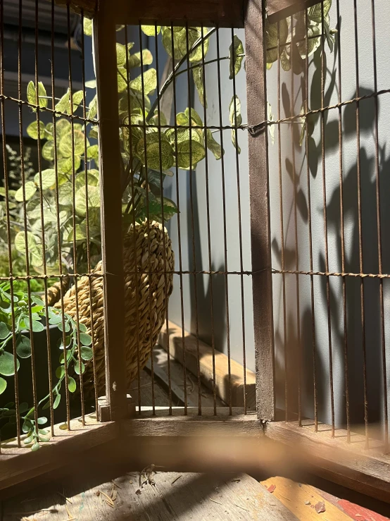 a cage in a small yard containing plants and plants